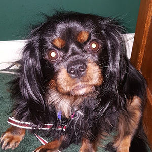 Meet your Posher, Emma